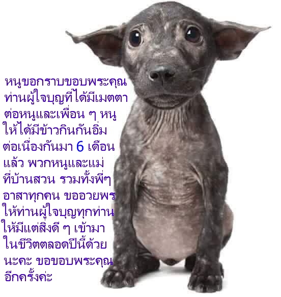 น่าสงสาร 1.jpg